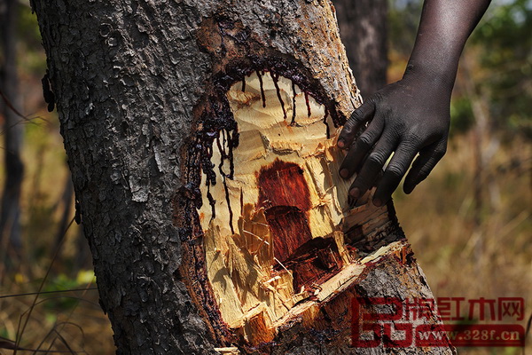 為了獲得盡可能高品質(zhì)的木材,中國商人教給當(dāng)?shù)胤ツ竟ひ粋€(gè)簡單的“質(zhì)檢”方法:把樹砍開一個(gè)口子,取一小片芯材扔進(jìn)半瓶水中。如果立即下沉且沒有氣泡就是好木材,反之就不是受商人青睞的“好樹”。這片原始森林中,可以看到很多像留下了傷痕的血檀木。圖為一棵沒有通過“質(zhì)量檢測”的血檀。(圖片來源:盧廣∕Greenpeace綠色和平) 為了獲得盡可能高品質(zhì)的木材,中國商人教給當(dāng)?shù)胤ツ竟ひ粋€(gè)簡單的“質(zhì)檢”方法:把樹砍開一個(gè)口子,取一小片芯材扔進(jìn)半瓶水中。如果立即下沉且沒有氣泡就是好木材,反之就不是受商人青睞的“好樹”。這片原始森林中,可以看到很多像留下了傷痕的血檀木。圖為一棵沒有通過“質(zhì)量檢測”的血檀。(圖片來源:盧廣∕Greenpeace綠色和平)