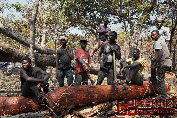 剛果（金）東南部上加丹加省的森林里，零星散落著大大小小的部落，部落中的年輕人有不少都從事血檀（學(xué)名Pterocarpus tinctorius，染料紫檀，下文統(tǒng)稱血檀）的砍伐、粗加工和運(yùn)輸工作。這是一個(gè)21人的砍伐團(tuán)，平均年齡不超過20歲，這個(gè)“男孩砍伐團(tuán)”已經(jīng)在這附近工作了2個(gè)月。（圖片來源：盧廣∕Greenpeace綠色和平）