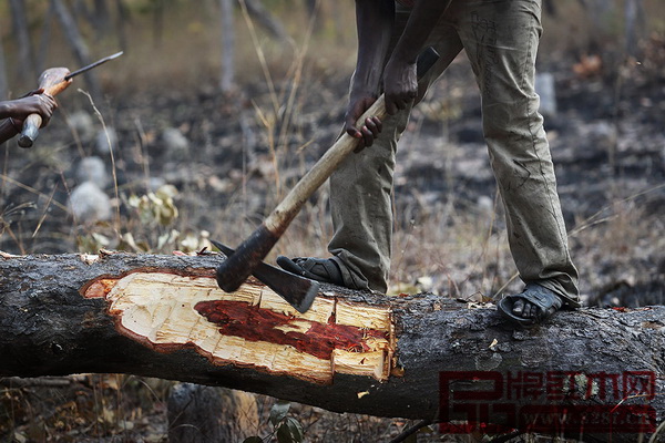 為了獲得盡可能高品質(zhì)的木材，中國商人教給當(dāng)?shù)胤ツ竟ひ粋€(gè)簡單的“質(zhì)檢”方法：把樹砍開一個(gè)口子，取一小片芯材扔進(jìn)半瓶水中。如果立即下沉且沒有氣泡就是好木材，反之就不是受商人青睞的“好樹”。這片原始森林中，可以看到很多像留下了傷痕的血檀木。圖為一棵沒有通過“質(zhì)量檢測”的血檀。（圖片來源：盧廣∕Greenpeace綠色和平）