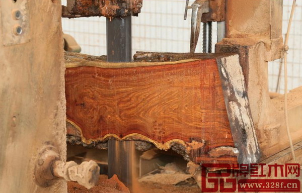 剛剛開出的刺猬紫檀大料,木紋清新不失華美 剛剛開出的刺猬紫檀大料,木紋清新不失華美