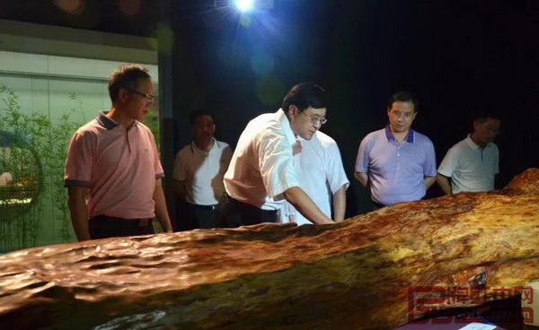 中山市委書(shū)記陳旭東（左三）參觀千年走一回博物館