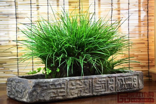 “吳寧蒲秀”古磚菖蒲條案展 “吳寧蒲秀”古磚菖蒲條案展