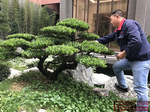 園藝人對綠植花卉等進行修剪、整理