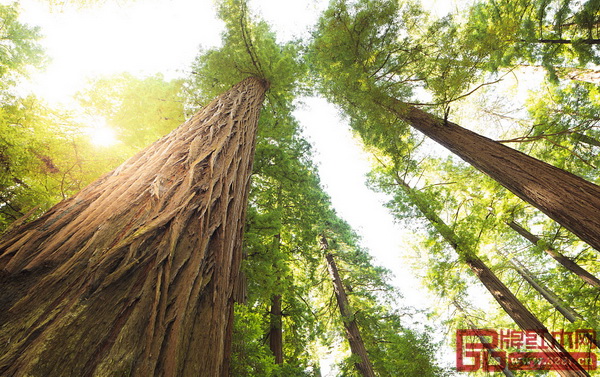 木材可以改善人類生存的環(huán)境,這是大自然經(jīng)長期演變進化賜給人類最完美的特性 木材可以改善人類生存的環(huán)境,這是大自然經(jīng)長期演變進化賜給人類最完美的特性