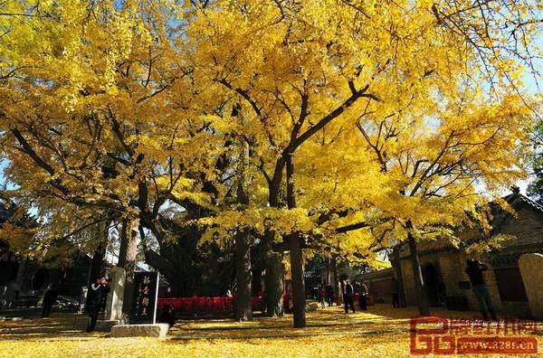 “中國最美古樹”之一——山東省日照市莒縣浮來山鎮(zhèn)定林寺銀杏樹