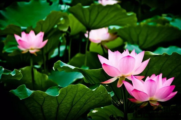 六月至,荷花開 六月至,荷花開