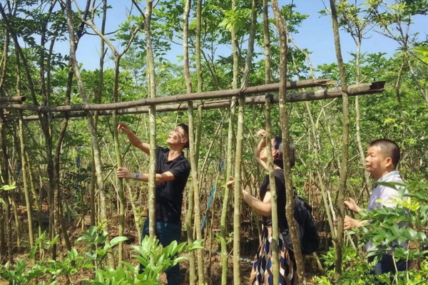 2018年5月，區(qū)氏臻品團隊深入海南，拜訪了當?shù)囟辔稽S花梨行家，共同探討海黃存量、開料等，并深入走訪了龍泉鎮(zhèn)花梨街。