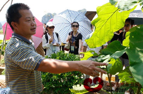 扶綏縣東南亞名貴樹種博覽園負(fù)責(zé)人介紹柚木生長和管護(hù)情況