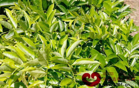 扶綏縣東南亞名貴樹種博覽園中的降香黃檀樹