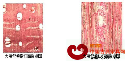 大果紫檀微觀構(gòu)造特征