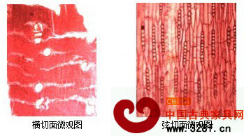 印度紫檀微觀構(gòu)造特征