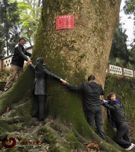 八人圍抱的楨楠木