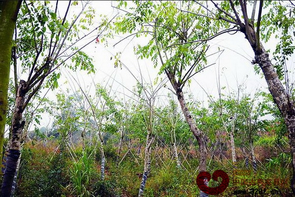 紅木專類種植區(qū)中種植的紅木樹種