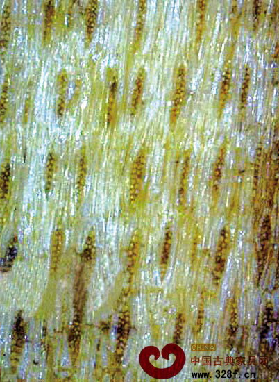 香枝木無(wú)損弦切面圖