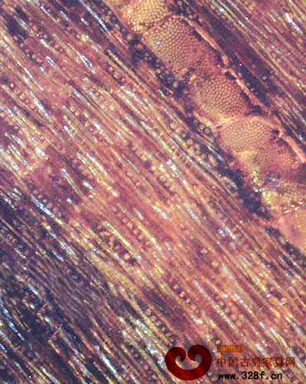 紫檀木無(wú)損弦切面圖