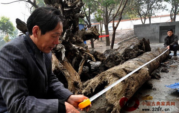 廖德兵和廖治均兄弟倆正在測量剩下烏木的長度