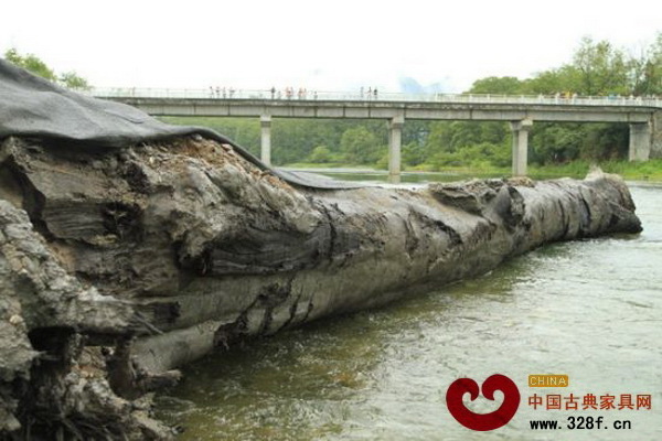 修水縣兩天一夜挖出長24米、重50多噸的烏木