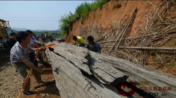 工作人員將烏木移送至浮梁古縣衙景區(qū)內(nèi)進行保護