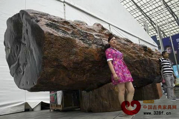 展館外，一棵胸徑近2米的巨型酸枝木，吸引了參觀者爭(zhēng)相與其合影