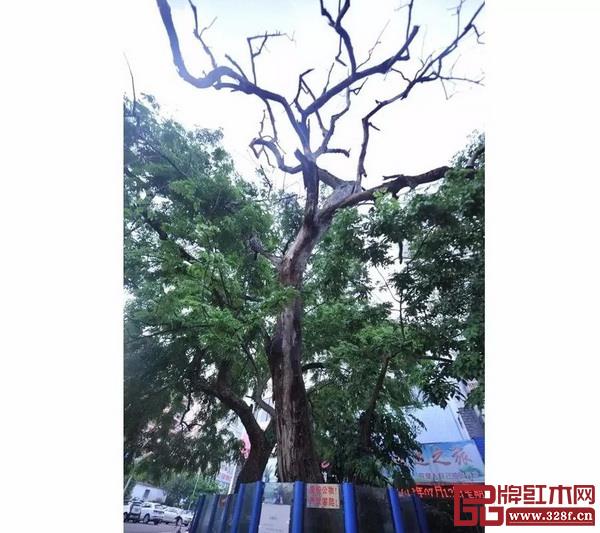 海南農(nóng)墾大院黃花梨枯樹(shù) 海南農(nóng)墾大院黃花梨枯樹(shù)