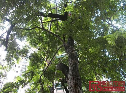 大多數(shù)紅木樹種成材時間長 大多數(shù)紅木樹種成材時間長