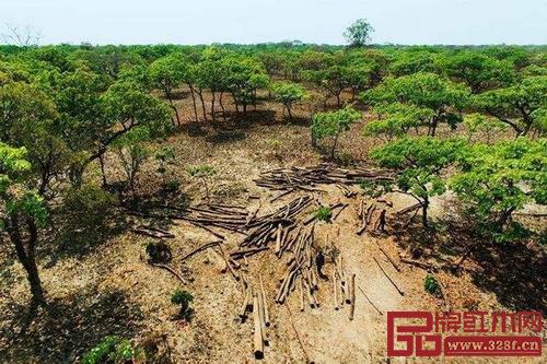 人工種植紅木在印度、緬甸等國已開始 人工種植紅木在印度、緬甸等國已開始