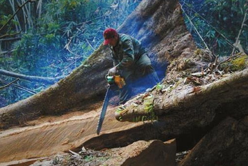 CITES建議停止老撾交趾黃檀和尼日利亞刺猬紫檀的國際貿(mào)易