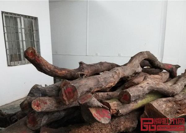 被砍下的海南黃花梨樹 被砍下的海南黃花梨樹