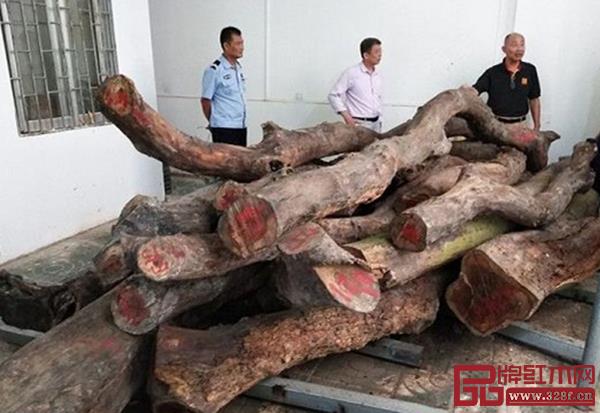 競拍的兩株降香黃檀(花梨樹)原木 競拍的兩株降香黃檀(花梨樹)原木