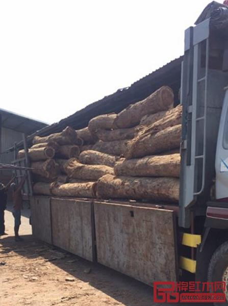 龍珍閣紅木在印尼工廠的闊葉黃檀原木