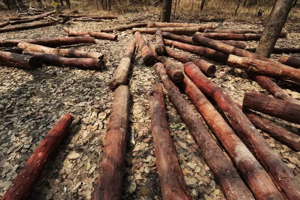 血檀或?qū)⒘腥隒ITES公約管制？贊比亞有限放行庫(kù)存