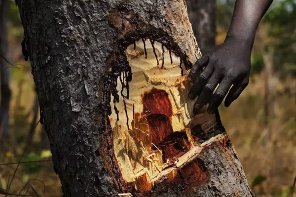 血檀砍伐時的情景 血檀砍伐時的情景