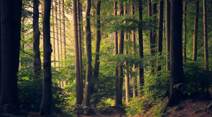 緬甸花梨是更為親睞的材種 大果紫檀價(jià)錢(qián)在相對(duì)性底位