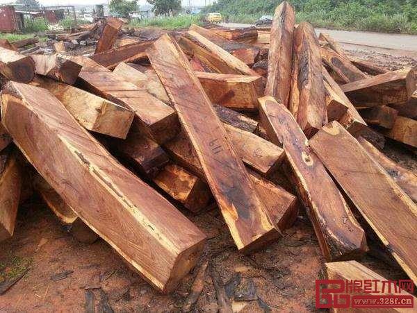 刺猬紫檀 刺猬紫檀