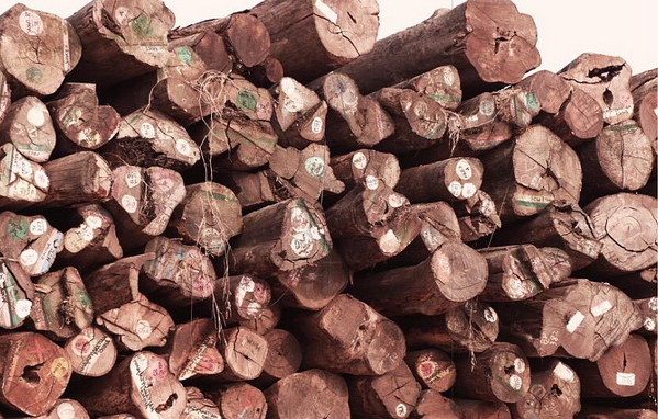 緬甸花梨原木 緬甸花梨原木