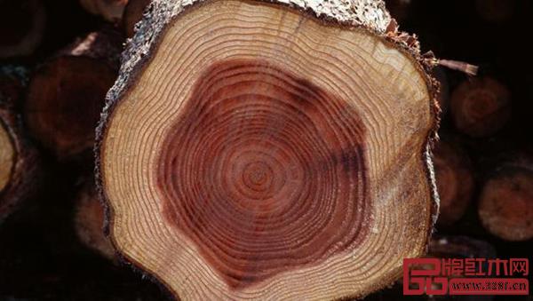 國(guó)標(biāo)紅木刺猬紫檀 國(guó)標(biāo)紅木刺猬紫檀