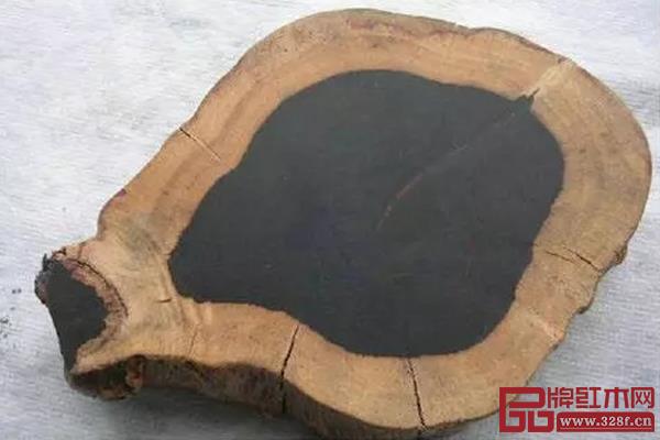 厚瓣烏木 厚瓣烏木