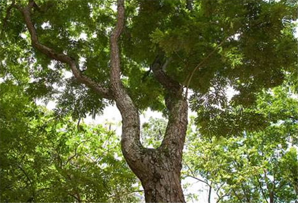 海南黃花梨樹木 海南黃花梨樹木