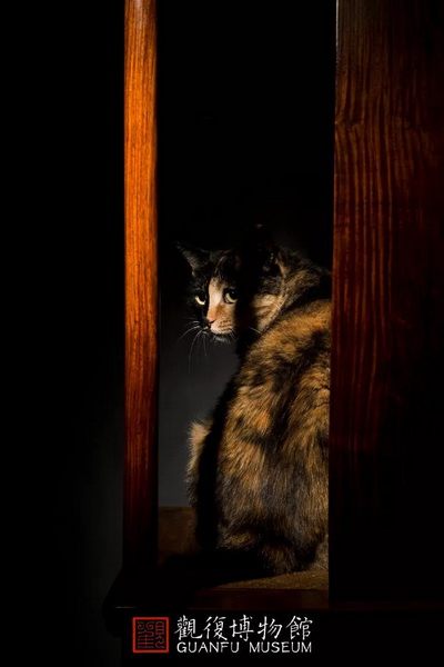 觀復(fù)貓韓昏曉與黃花梨燈掛椅