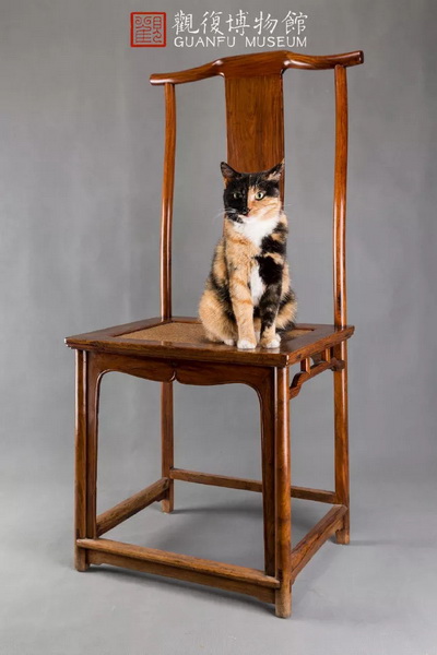 觀復(fù)貓韓昏曉與黃花梨燈掛椅