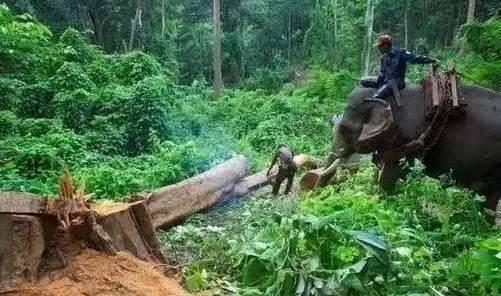 2019緬甸花梨價格走勢如何? 雅宋紅木與你一起來探索