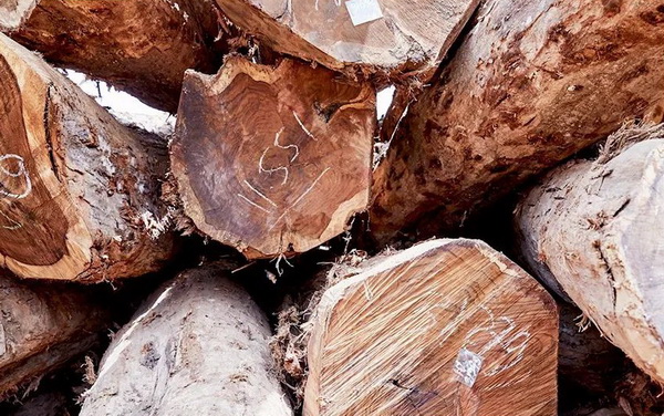 閑適紅木戰(zhàn)略合作木材基地的闊葉黃檀原木 閑適紅木戰(zhàn)略合作木材基地的闊葉黃檀原木