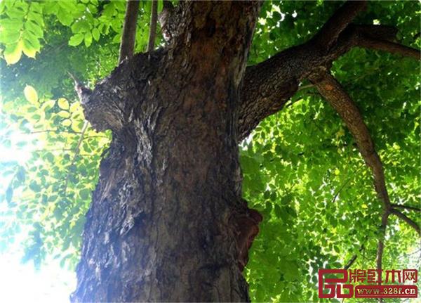 絨毛黃檀(紅酸枝) 絨毛黃檀(紅酸枝)