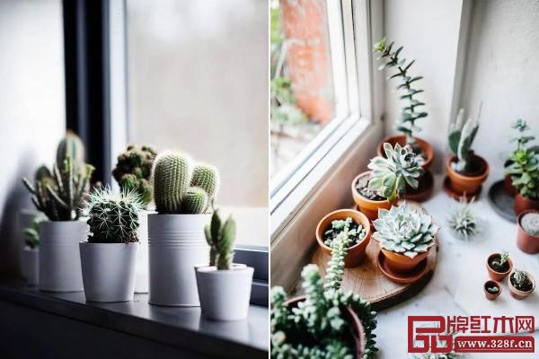 利用角落打造綠色生態(tài)樂(lè)園,給家?guī)?lái)源源不斷的生命力 利用角落打造綠色生態(tài)樂(lè)園,給家?guī)?lái)源源不斷的生命力