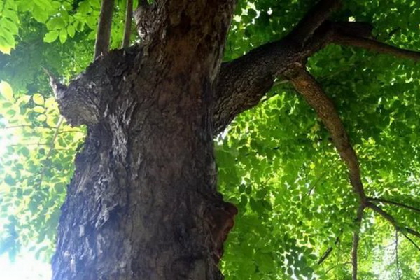 紅木香味排行榜，第一名實(shí)至名歸