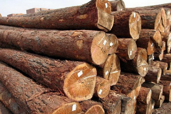巴里黃檀木是市場主流嗎？交趾黃檀平均15萬一噸