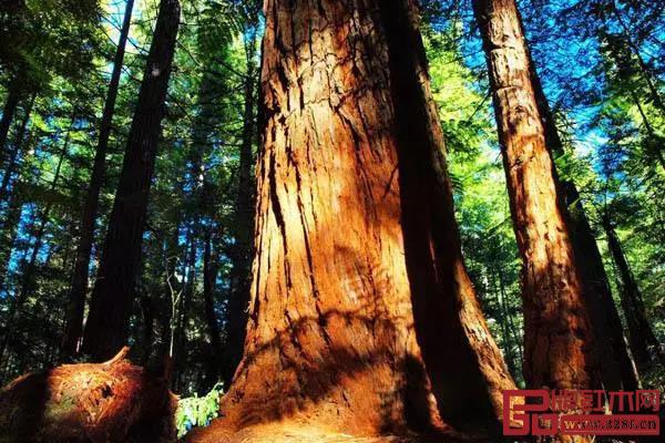 華行紅木 華行紅木