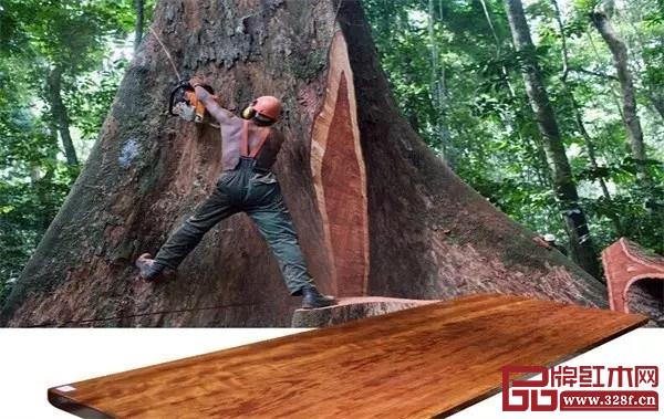 華行紅木 華行紅木