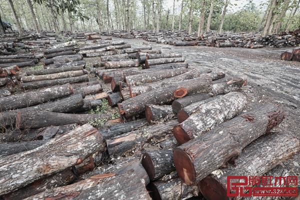 印尼泗水木材基地 印尼泗水木材基地