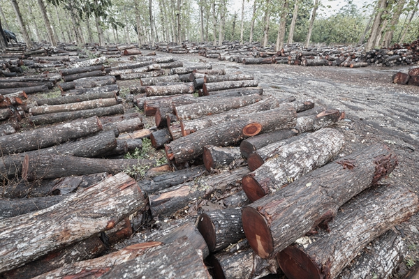 閑適紅木嚴(yán)選印尼黑酸枝,木材國(guó)檢保真值得信賴 閑適紅木嚴(yán)選印尼黑酸枝,木材國(guó)檢保真值得信賴